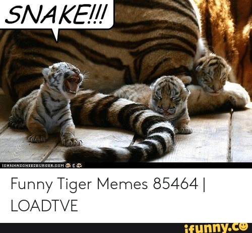 Funny Tiger Memes 85464 I Li VE 