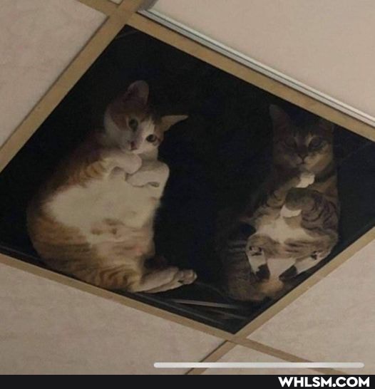 funny, aww
