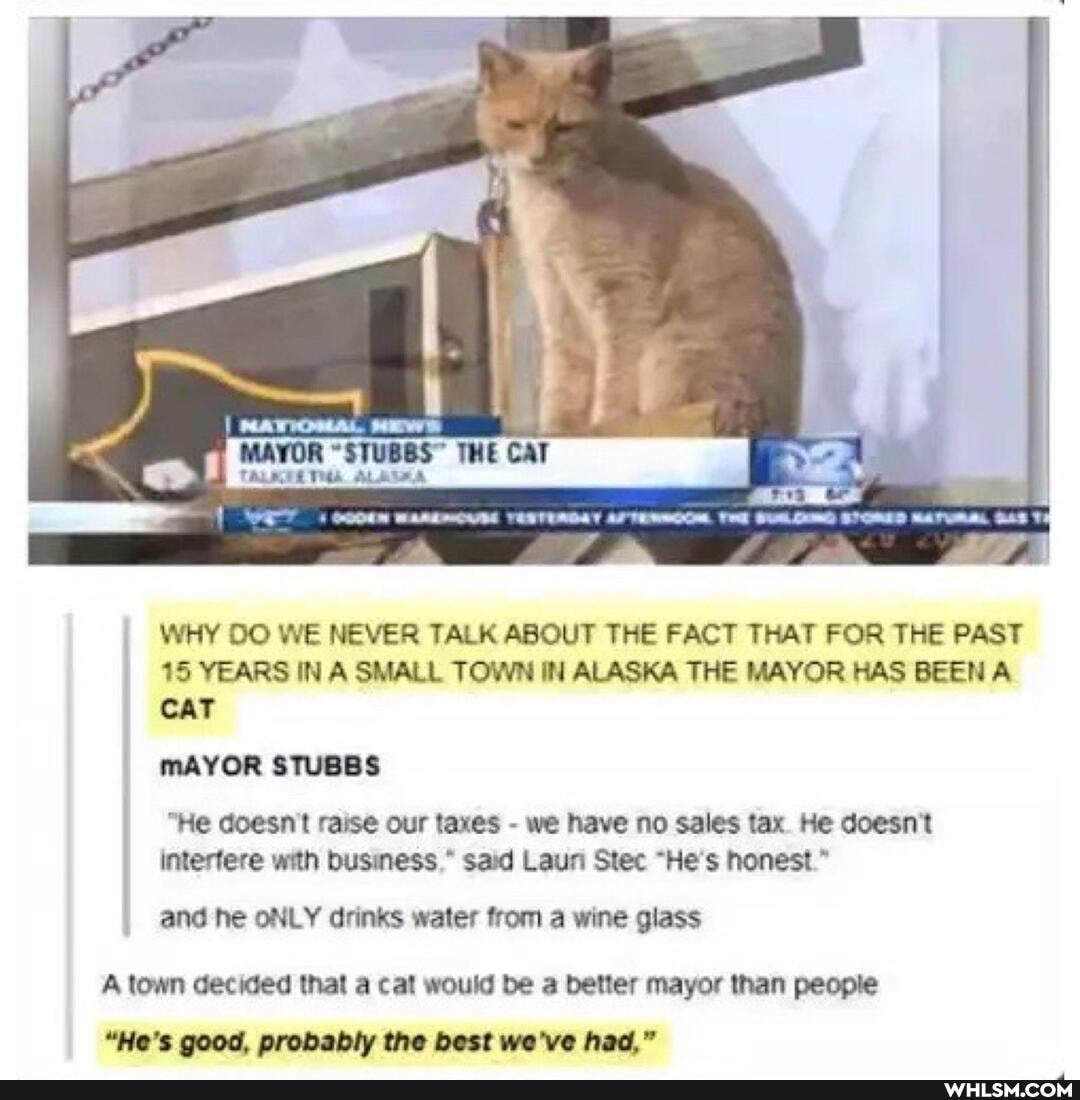 ll
WHY DO WE NEVER TALK ABOUT THE FACT THAT FOR THE PAST
15 YEARS IN A SMALL TOWN IN ALASKA THE MAYOR HAS BEEN A CAT
mAYOR STUBBS
"He doesn't raise our taxes - we have no sales tax. He doesn't interfere with business said Lava Stec "He's honest."
and he ONLY drinks water from a wine glass
A town decided that a cat would be a better mayor than people
"He's good, probably the best we've had,"