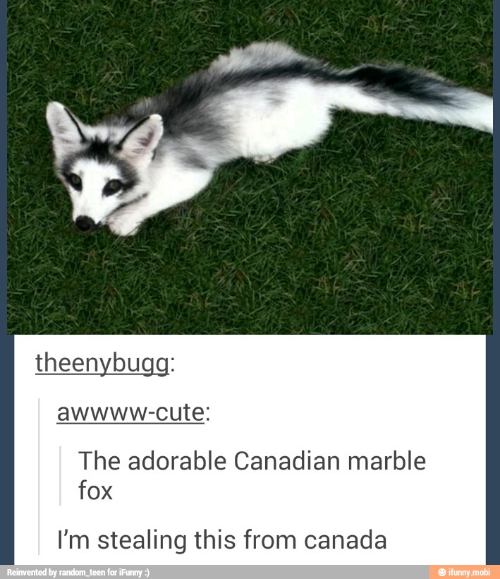 awwww-cute:
The adorable Canadian marble
fox
I'm stealing this from canada
