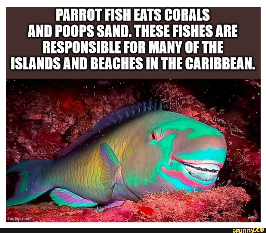 PARROT FISH EATS CORALS
AND POOPS SAND. THESE FISHES ARE
RESPONSIBLE FOR MANY OF THE
ISLANDS AND BEACHES IN THE CARIBBEAN.