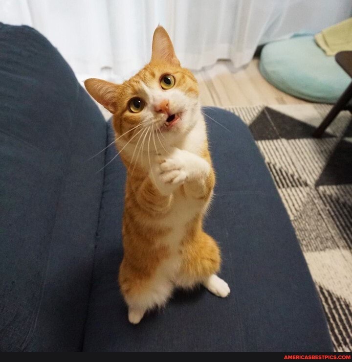 excuse, boss, ask, raise, mouse, hunting, duties