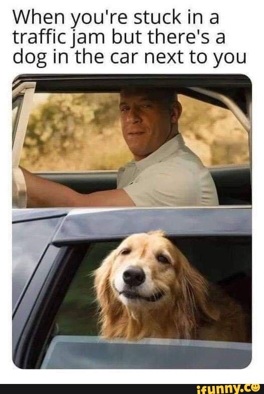 When you're stuck in a traffic jam but there's a dog in the car next to you