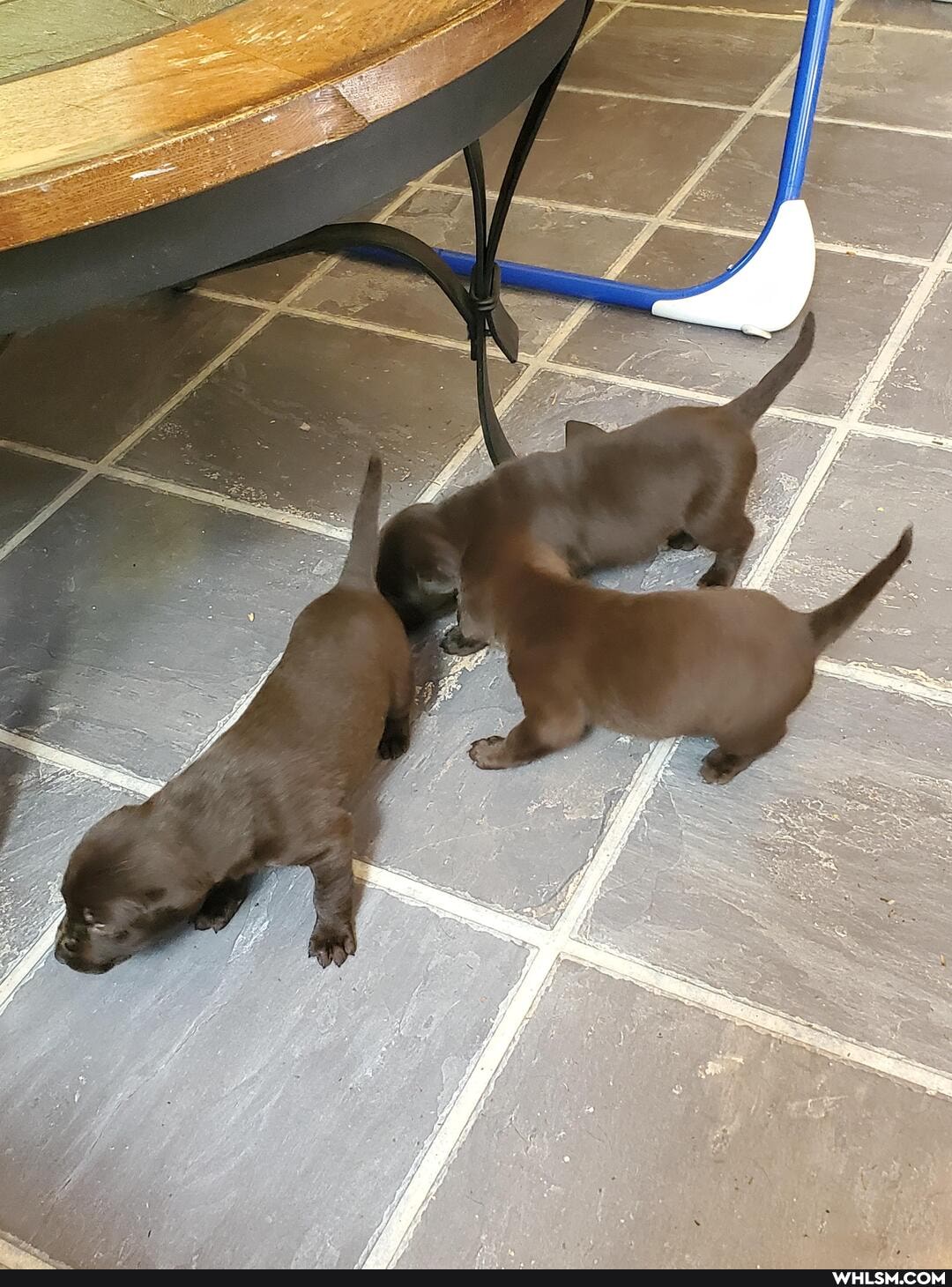 dog, puppies, baby_animals, good_boy