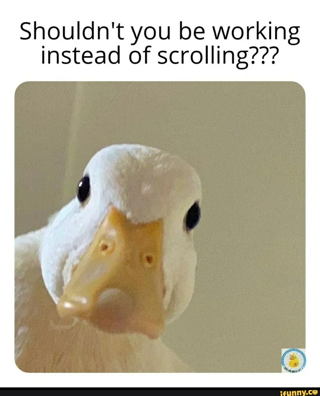 Duckmeme memes. Best Collection of funny Duckmeme pictures on iFunny