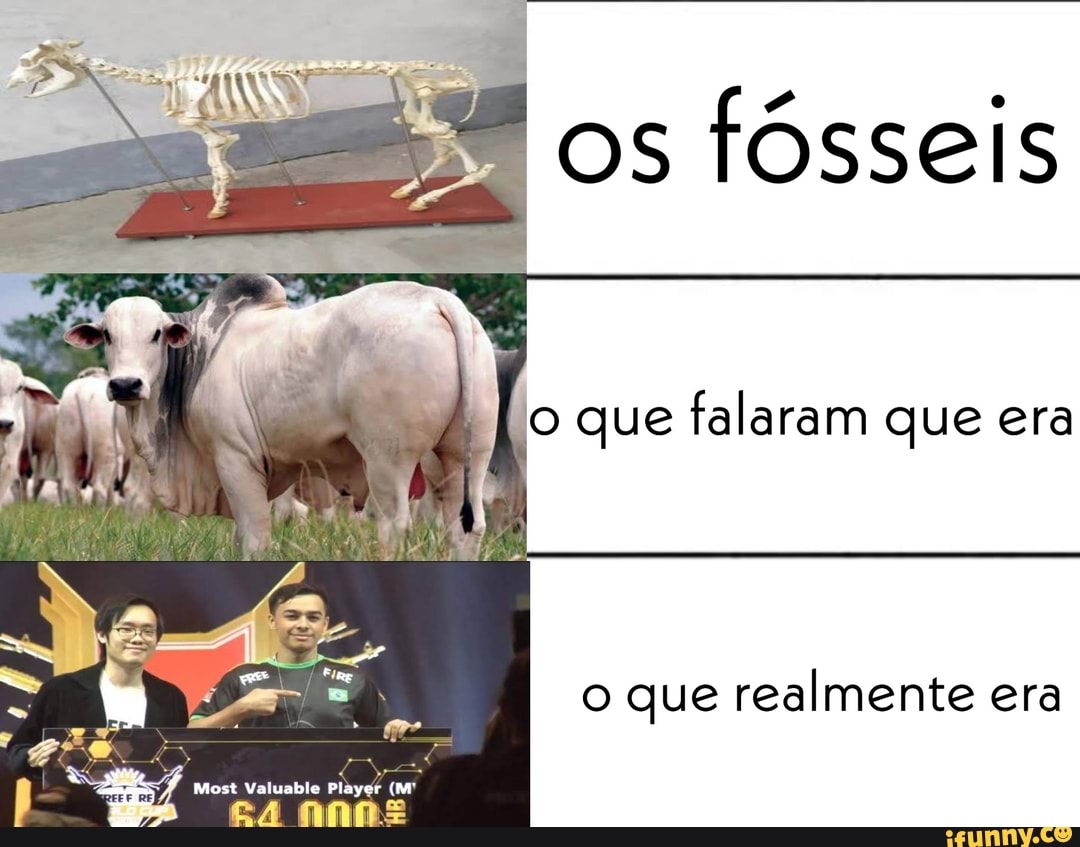 "os fósseis
Jo que falaram que era
o que realmente era