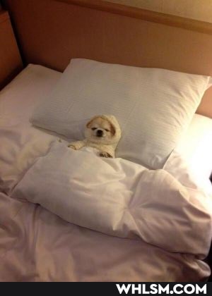 dog, doge