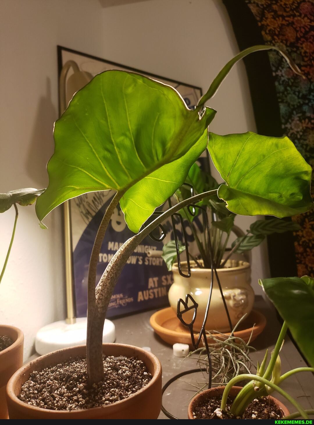 stingray, alocasia, aka, elephant, ear