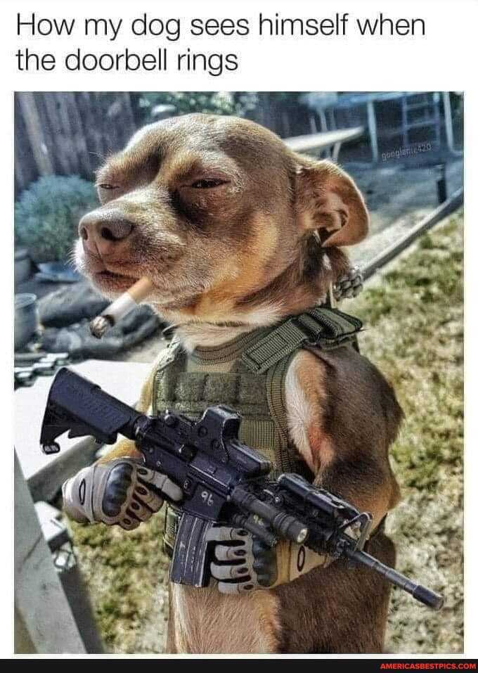 How my dog sees himself when the doorbell rings