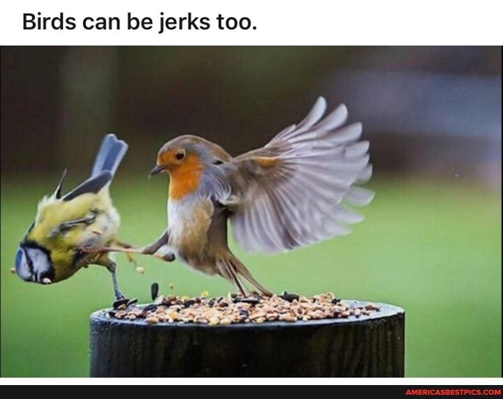 Birds can be jerks too.