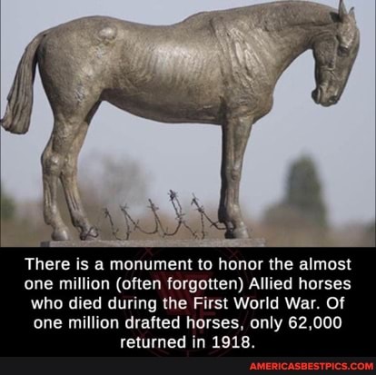 There is a monument to honor the almost one million (often forgotten) Allied horses who died during the First World War. Of one million drafted horses, only 62,000 returned in 1918.