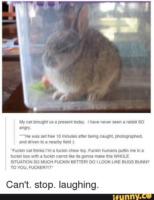 My cat brought us a present today. I have never seen a rabbit SO
angry.
"He was set free 10 minutes after being caught, photographed,
and driven to a nearby field "Fuckin cat thinks I'm a fuckin chew toy. Fuckin humans puttin me in a
fuckin box with a fuckin carrot like its gonna make this WHOLE
SITUATION SO MUCH FUCKIN BETTER! DO I LOOK LIKE BUGS BUNNY
Can't. stop. laughing.