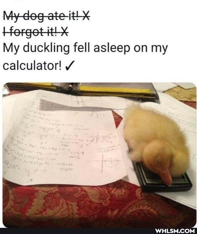 My deg-ate ith<
My duckling fell asleep on my calculator!
