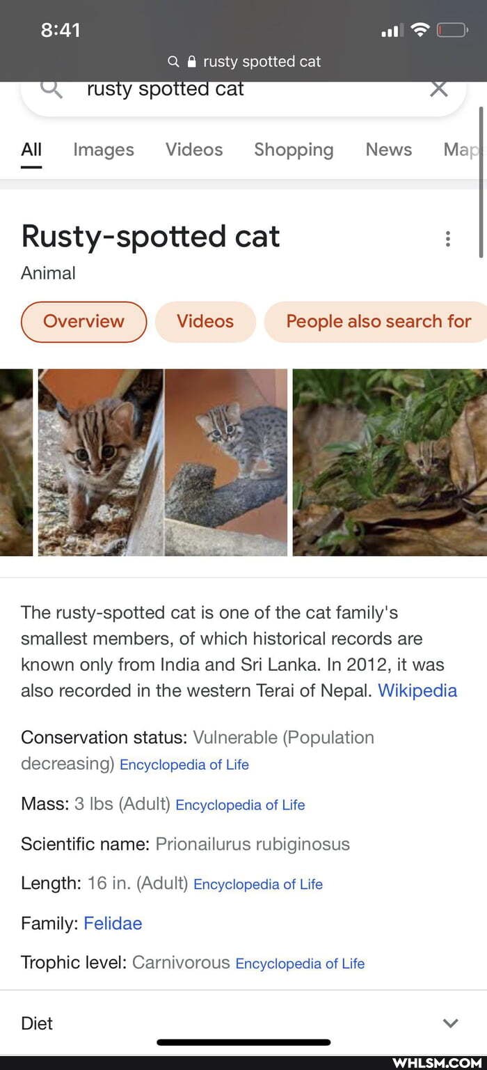 Q @ rusty spotted cat
rusty spotted ca
All Images Videos Shopping News Ma
Rusty-spotted cat
Animal
Videos People also search for
The rusty-spotted cat is one of the cat family's smallest members, of which historical records are known only from India and Sri Lanka. In 2012, it was also recorded in the western Terai of Nepal. Wikipedia
Conservation status: Vulnerable (Population decreasing) Encyclopedia of Life
Mass: 3 Ibs (Adult) Encyclopedia of Lite
Scientific name: Prionailurus rubiginosus
Length: 16 in. (Adult) Encyclopedia of Life
Family: Felidae
Trophic level: Carnivorous Encyclopedia of Life
Diet vv