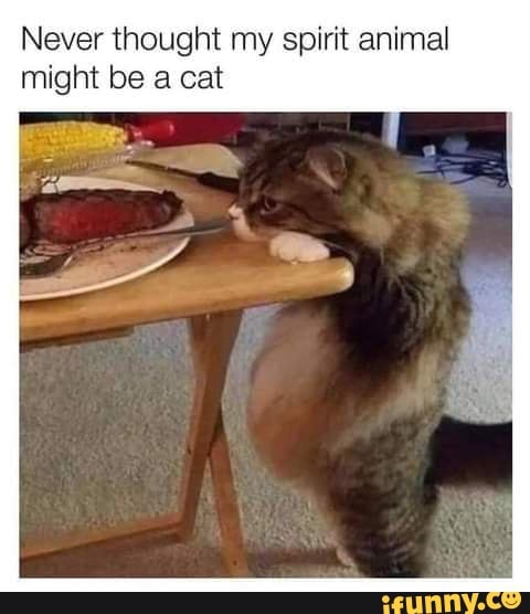 Never thought my spirit animal might be a cat