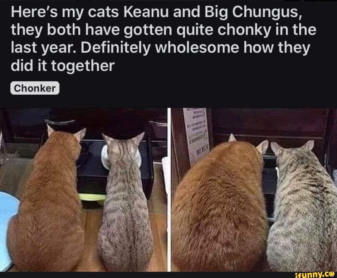 Here's my cats Keanu and Big Chungus, they both have gotten quite