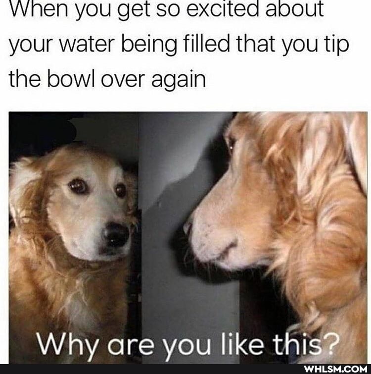 vhen you get so excited abou your water being filled that you tip the bowl over again
Whv are voy like thi