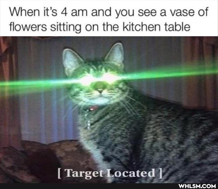 When it's 4 am and you see a vase of flowers sitting on the kitchen table
Target Located!