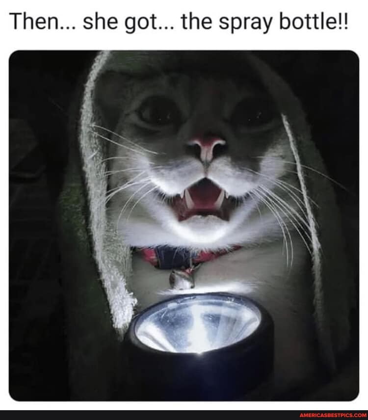 Then... she got... the spray bottle!