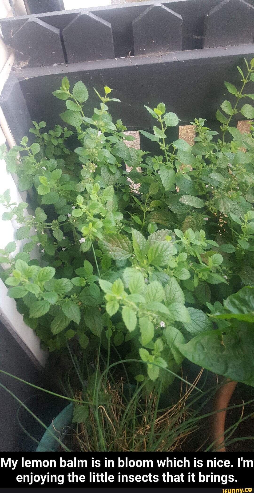 My lemon balm is in bloom which is nice. I'm enjoying the little