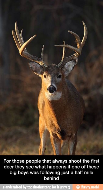 For those people that always shoot the first
deer they see what happens if one of these
big boys was following just a half mile
behind - For those people that always shoot the first deer they see what happens if one of these big boys was following just a half mile behind