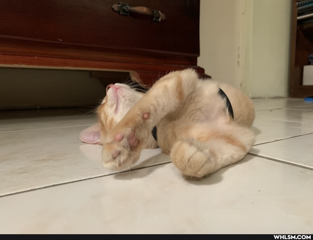 cat, kitten, jojo, baby_animals