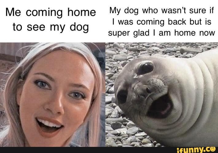 Me coming home My dog who wasn't sure if
I was coming back but is
to see my dog super glad I am home now