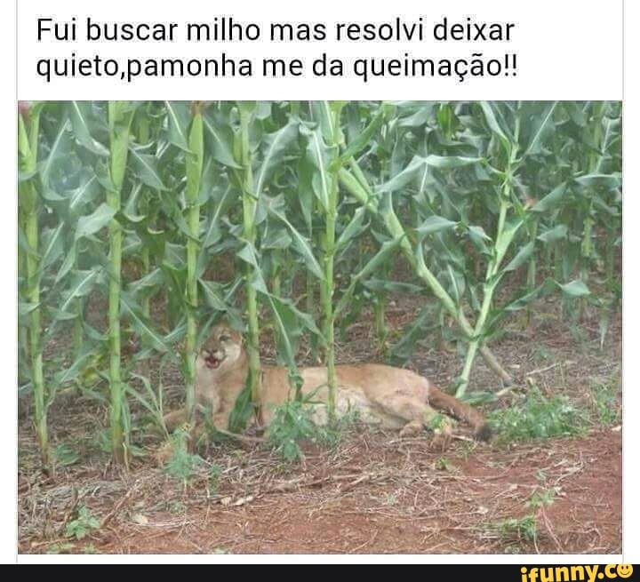 Fui buscar milho mas resolvi deixar