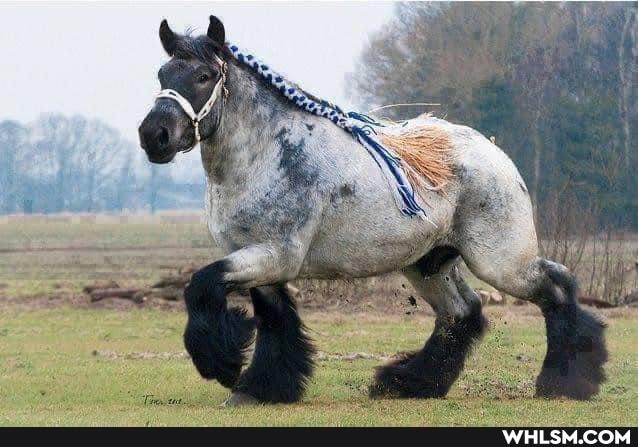 horse, mildly_interesting, random