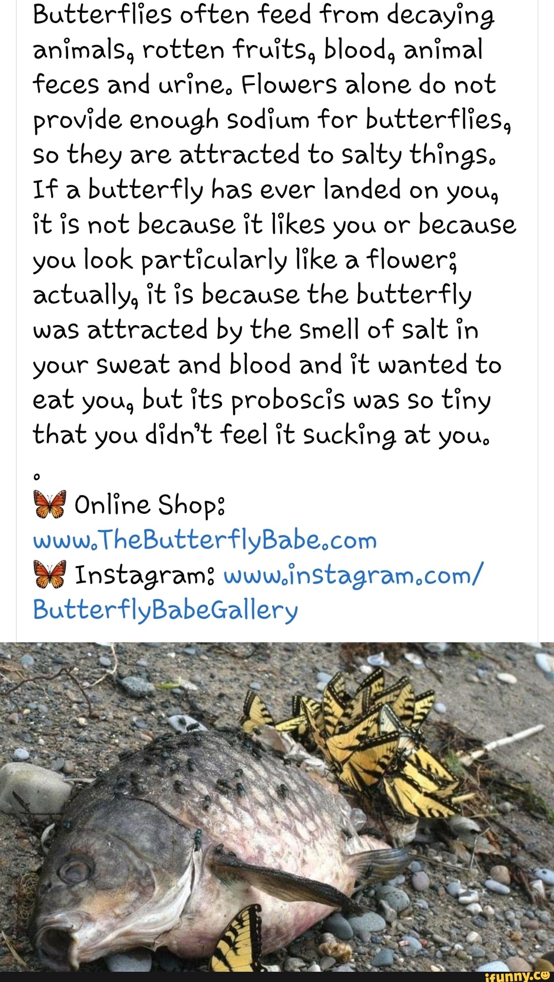 Butterflies often feed from decaying animals, rotten fruits, blood