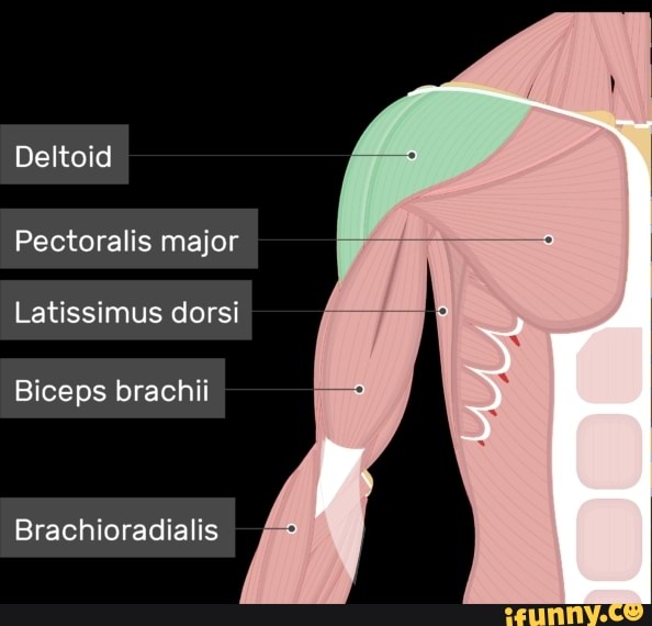 Deltoid Pectoralis major Latissimus dorsi Biceps brachii ...