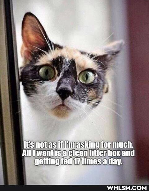 It's notas if 'm asking for much.
All wantis clean litter box and getting fed 17 times a day.