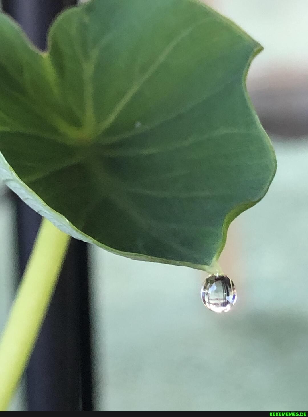 perfect, drop, barely, hanging, elephant, ear