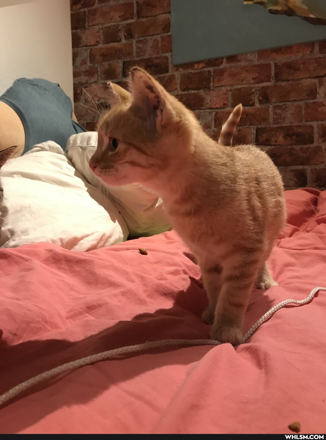 kitten, happy, baby_animals, cute_animal