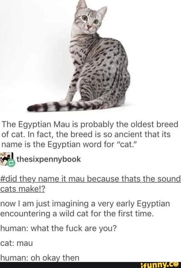 The Egyptian Mau is probably the oldest breed of cat. In fact, the