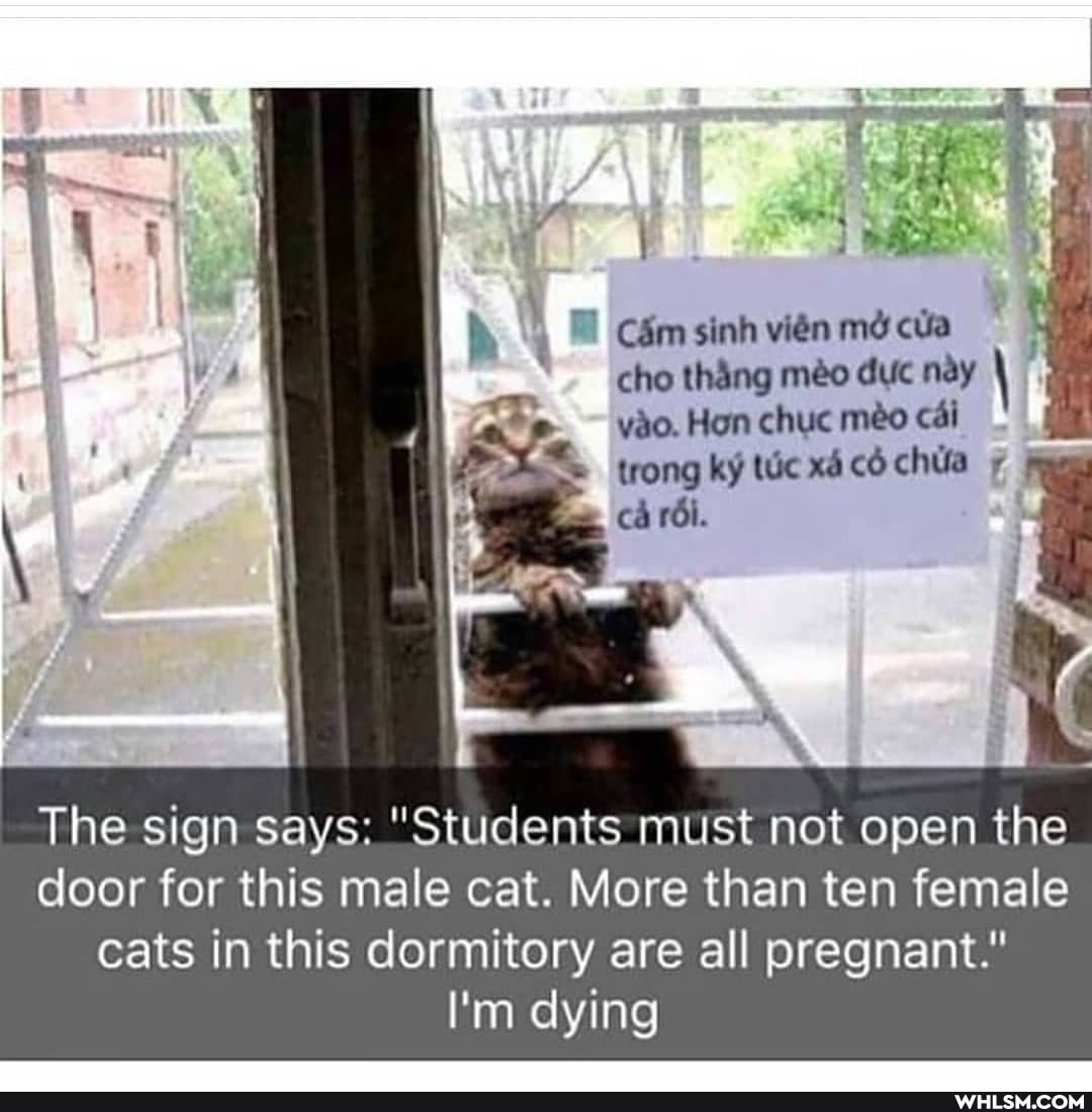VA\
Cim sinh vien cho thing mo duc nay \
yao. Hon chuc meo cai trong trong ky tuc xd cochila cA
The sign says: "Students must not open the door for this male cat. More than ten female cats in this dormitory are all pregnant."
I'm dying