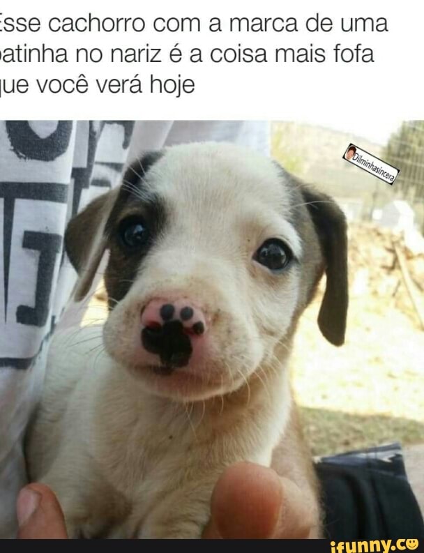 sse cachorro com a marca de uma
atinha no nariz é a coisa mais fofa
ue você verá hoje