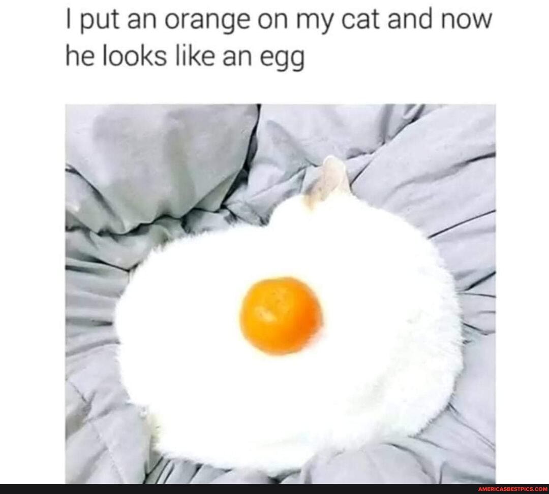 I put an orange on my cat and now he looks like an egg
(ff)