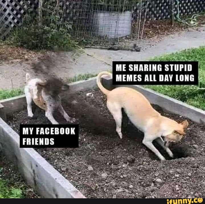 ME SHARING STUPID MEMES ALL DAY LONG
MY FACEBOOK FRIENDS