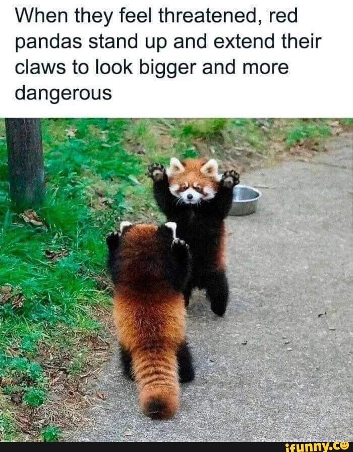 When they feel threatened, red pandas stand up and extend their claws ...