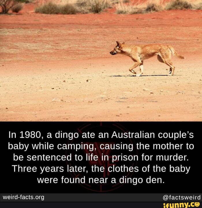 In 1980, a dingo ate an Australian couple's baby while camping, causing the mother to be