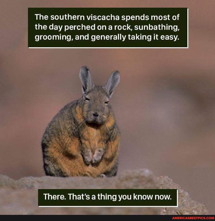 The southern viscacha spends most of the day perched ona rock, sunbathing, grooming, and generally taking it easy.
There. That's a thing you know now.