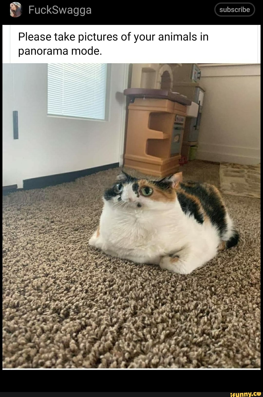 FuckSwagga subscribe
Please take pictures of your animals in panorama mode.