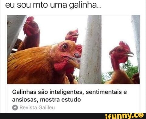eu sou mto uma galinha..
Galinhas são inteligentes, sentimentais e
ansiosas, mostra estudo
© Revista Gali