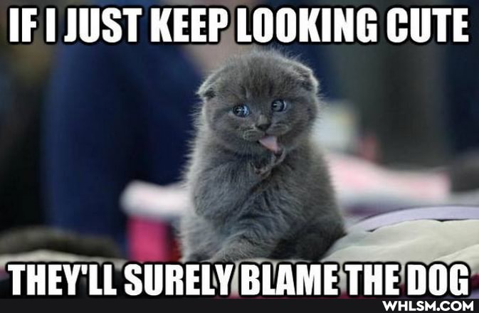 IF JUST KEEP LOOKING CUTE
THEV'II CIIDELY
