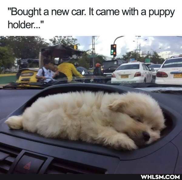 "Bought a new car. It came with a puppy holder..."