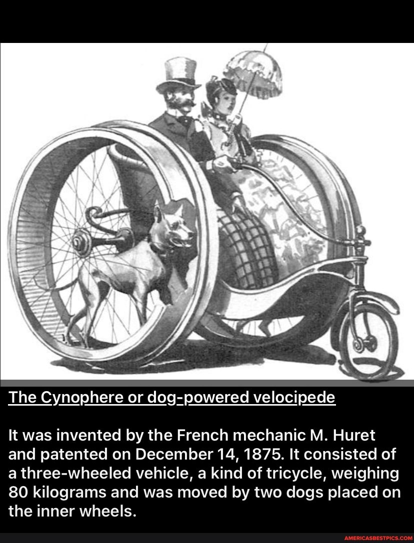 The Cynophere or dogpowered velocipede It was invented by the French