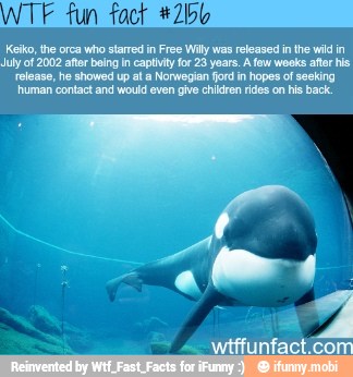 Keiko, the orca who starred in Free Willy was released in the wild in
July of 2002 after being in captivity for 23 years. A few weeks after his
release, he showed up al a Norwegian ford in hopes of seeking
'human contact and would even give chikiren rides on his back.
wtffunfact.com