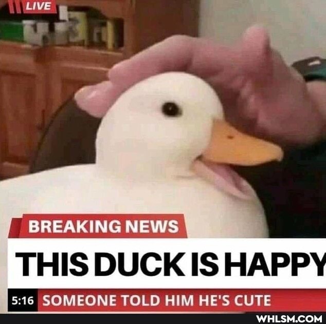BREAK
THIS DUCK IS HAPP
GOMEONE TOLD HIM HE'S CLITE