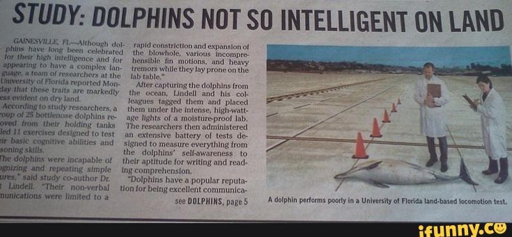 ESVIILE FL-Aough
'ave fong beon celebrated igh nteligence and for tring to bave a comples
Eten of researciers ported the Mon
ported Mon rls are markealy jon dryland.
dolphins re-
-tholr holding' tanks totest
se -cognitive abilities and were Incapable of
SO LAND
the constriction blowhole, and expansion of the blowhole, varlous. incompre- hhensible fin inotions, and heavy tremors coniples ab whilethey lay 'prone on the ab table
ty Mon- the eapturing ocean, the dolphins and his. from the ocean, Lindell and his. col:
Teagues tagged them and placed them uncler the intense, high-w age lights of molstureproot lab,
'The researchers then administered an extensive battery of tests de- signed to measure everything from the dolphins' seltawareness to
Were of their aptitude for writing and read-
{ng comprehension.
*Dolphins have a popular reputa- tion forbelng excellent communica
see DOLPHINS, page 5
dolphin pertorms pootly in University of Florida land-based locomotion test.